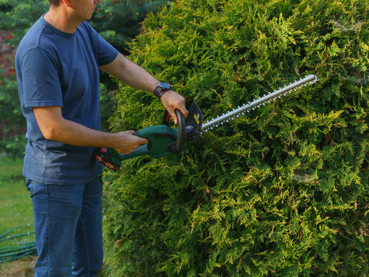Boxwood hedges trimmed to a neat rectangle along a residential walkway.
